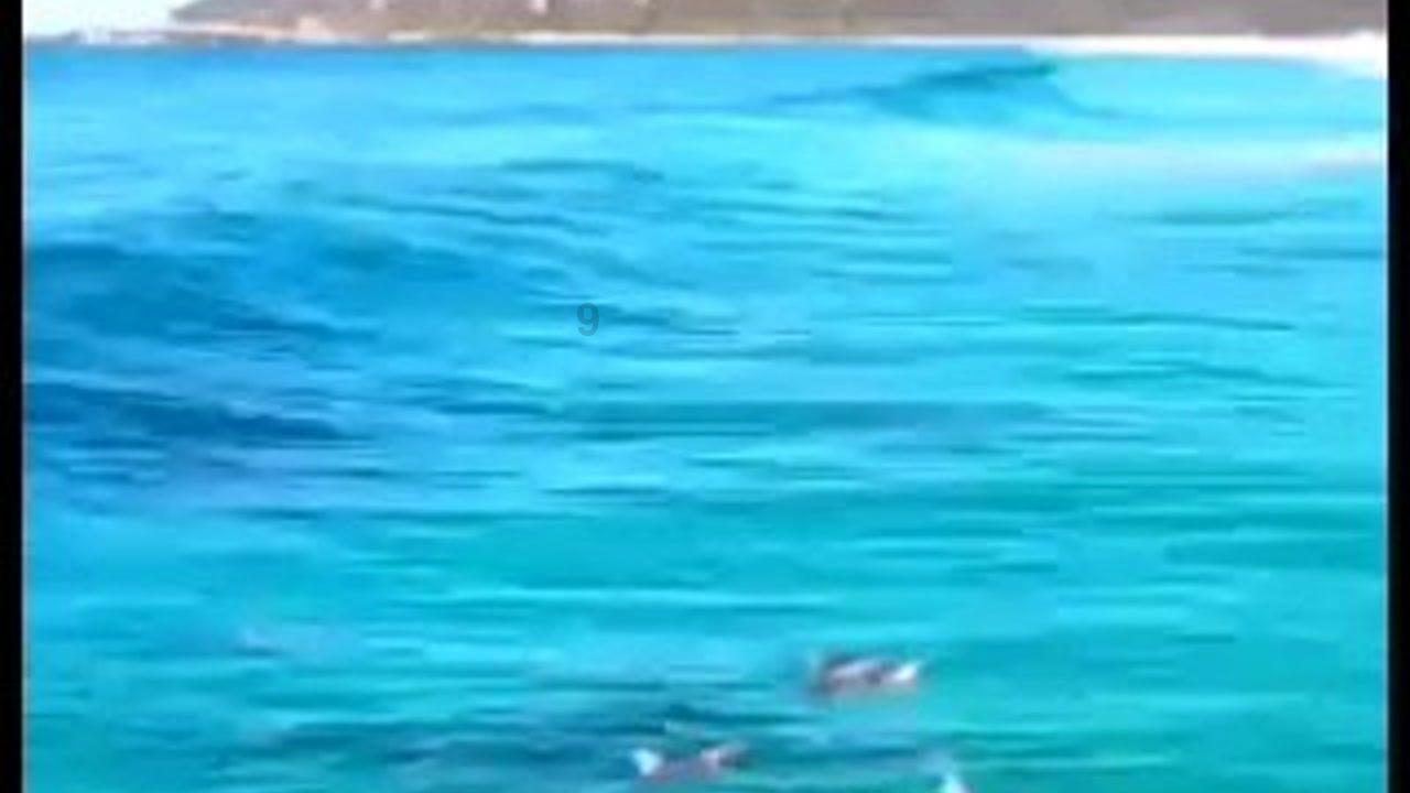 海绵宝宝寻珍宝